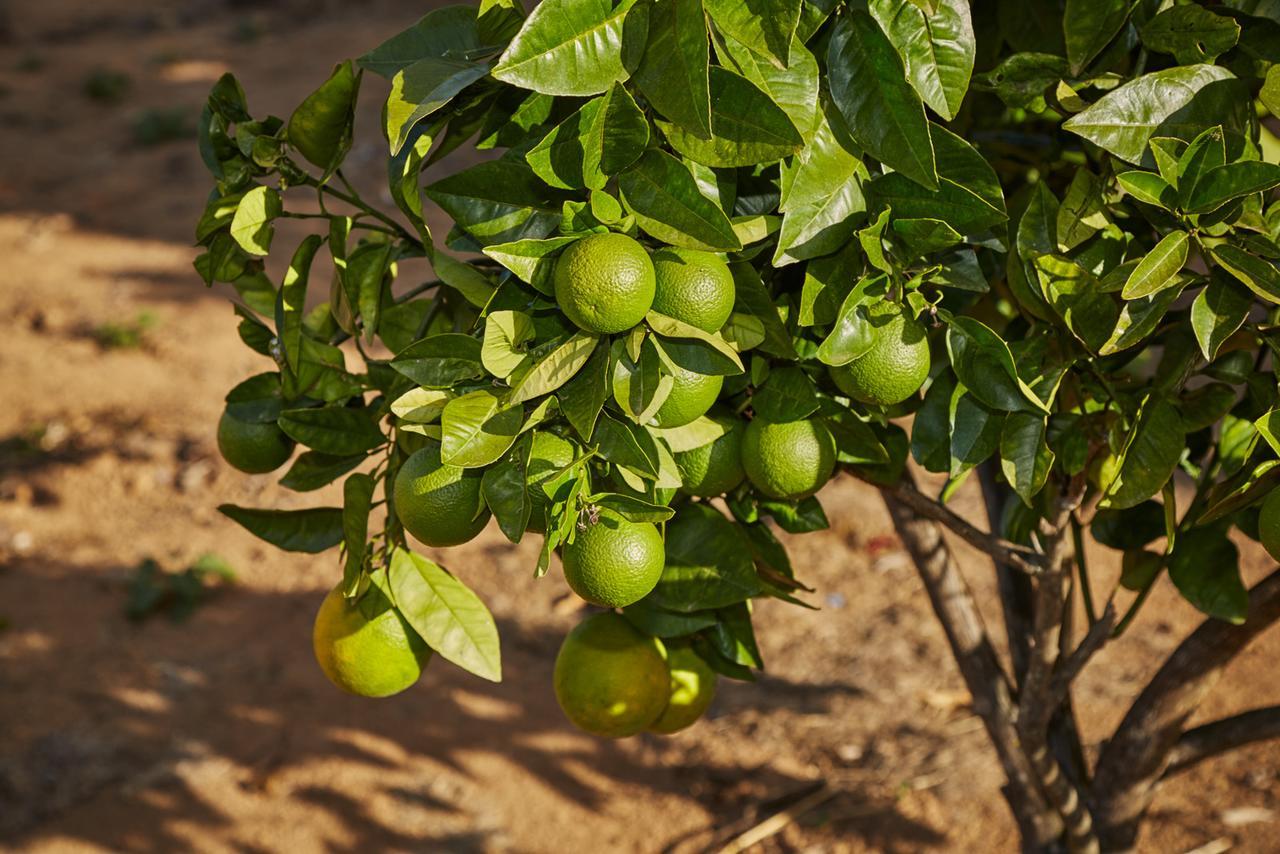 Alto Paraíso de Goiás Eit Eco Inteligenteヴィラ エクステリア 写真
